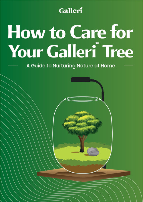 How To Care For Your Galleri Tree Ebook + Priority Shipping